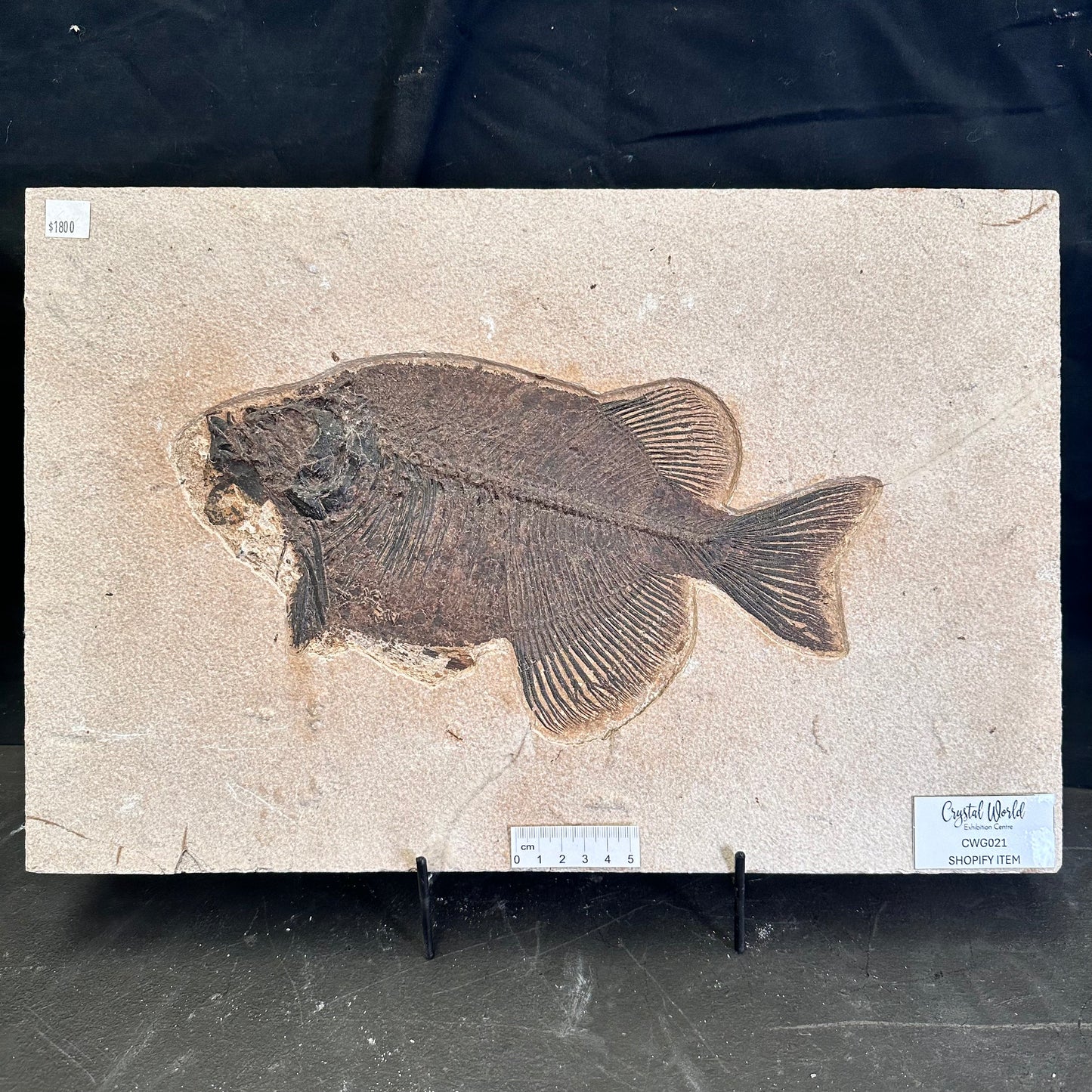 FISH FOSSIL PHAREODUS SP., Eocene, USA CWG021