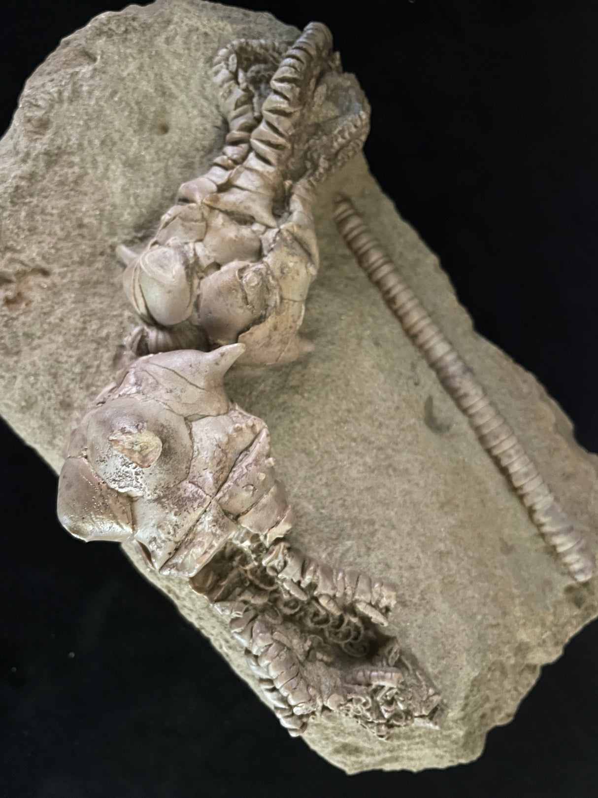 JIMBACRINUS BOSTOCKI CRINOID FOSSIL, Permian, Australia IJB002