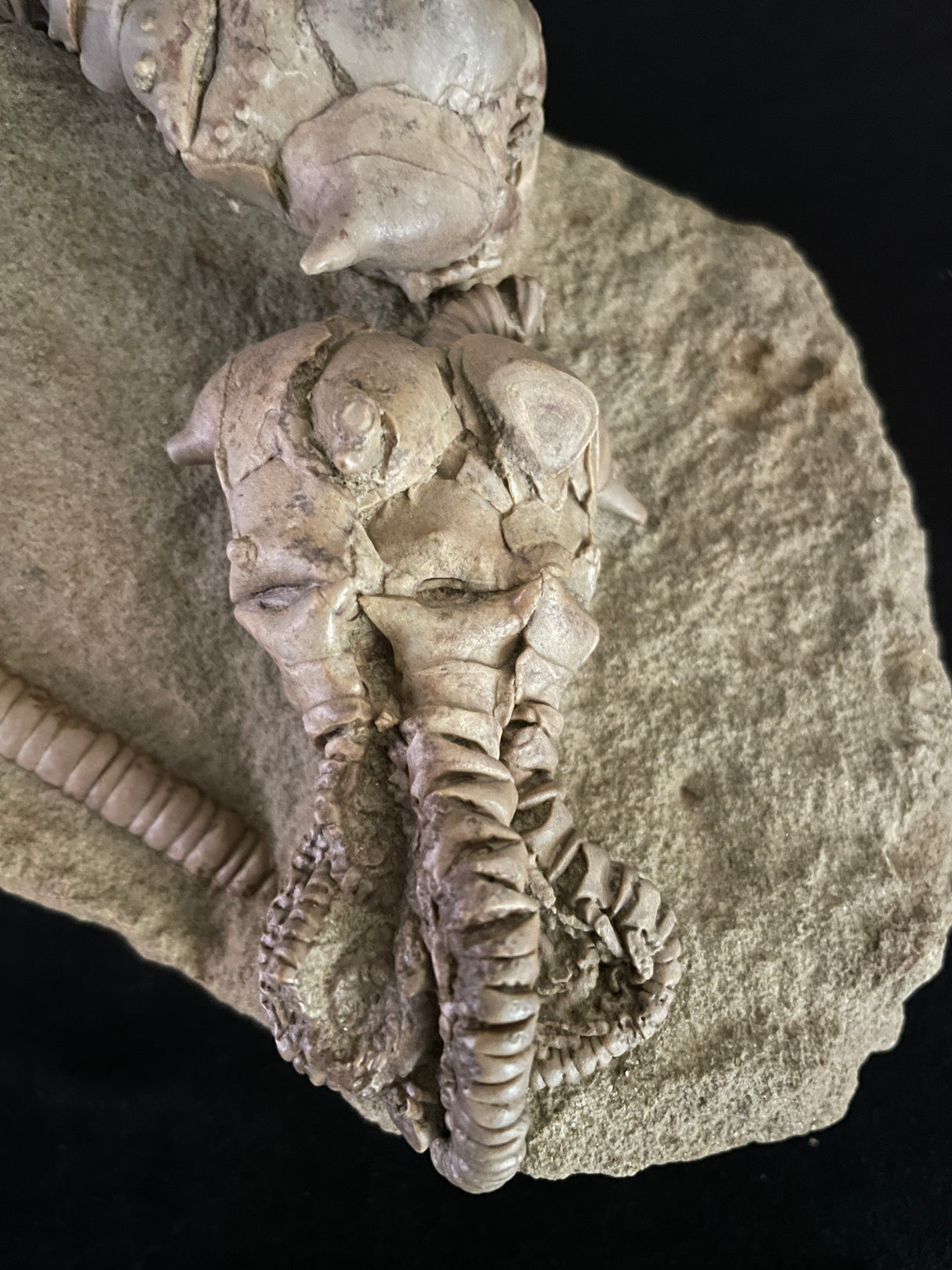 JIMBACRINUS BOSTOCKI CRINOID FOSSIL, Permian, Australia IJB002