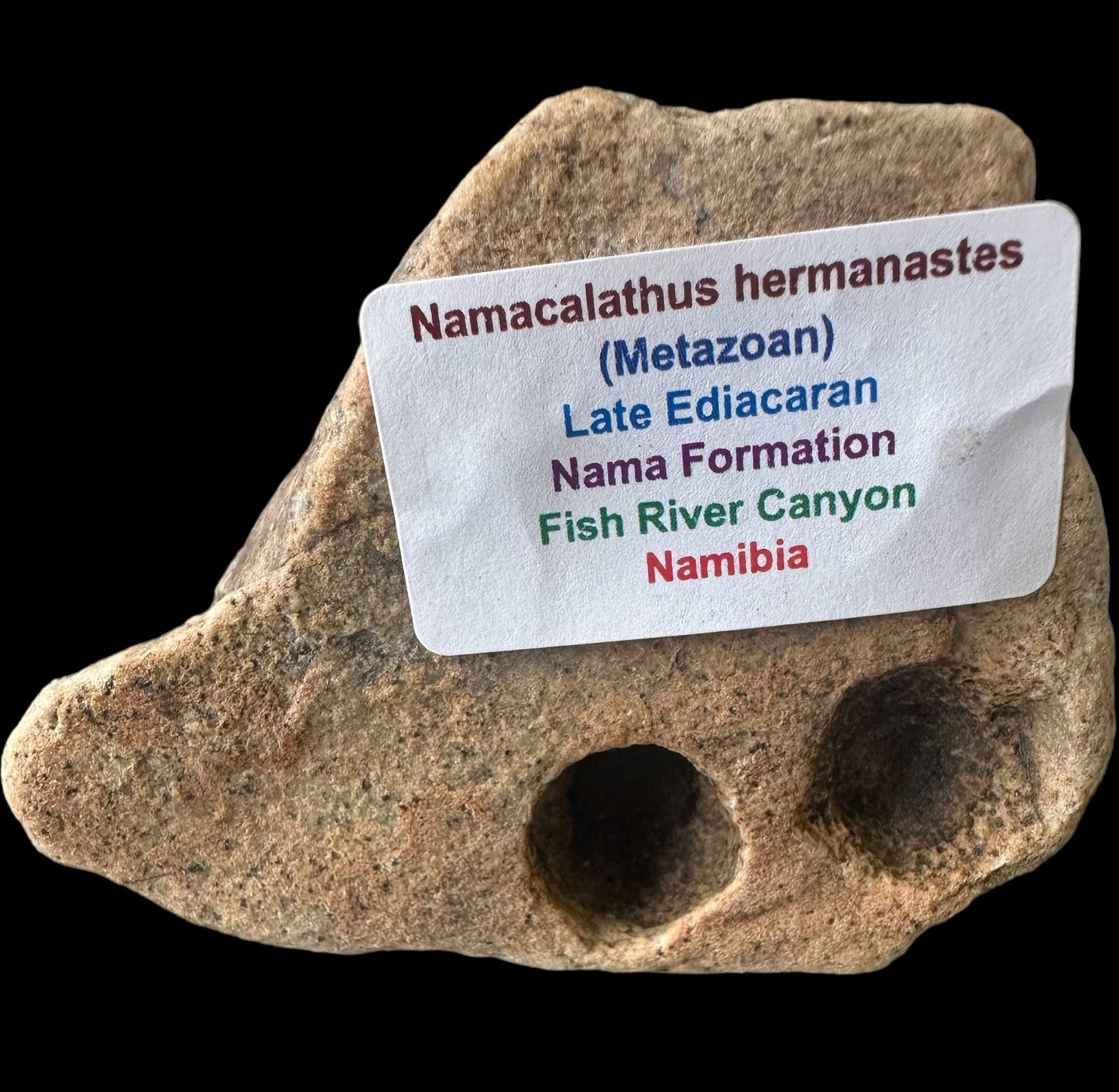 NAMACALATHUS HERMANASTES, LATE EDIACARAN FOSSIL NAMBIA F650