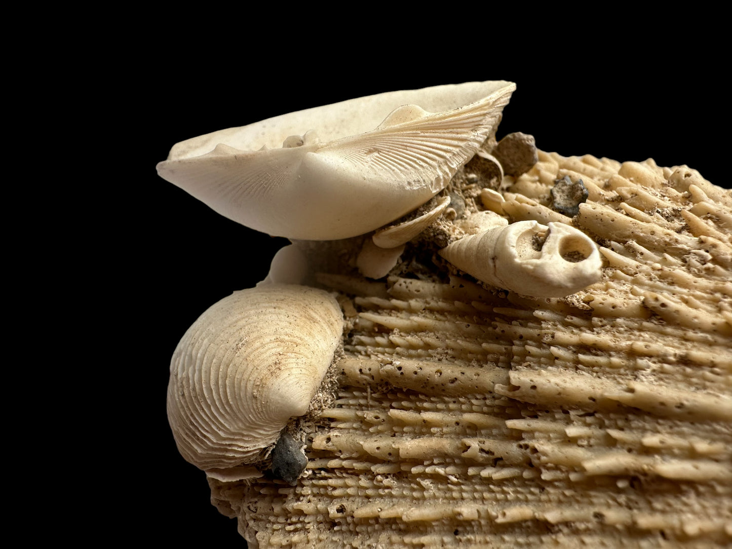 FOSSIL SHELLS, MILTHA HAMPTONENSIS, SPONDYLUS SPONDYLEINES, AUSTRALIA F367