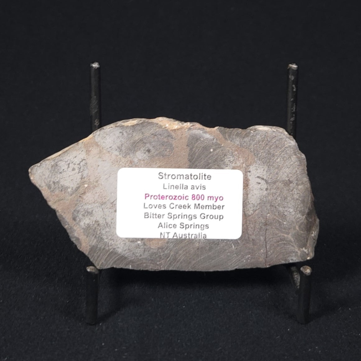 LINELLA AVIS STROMATOLITE, Proterozoic, Australia 8VA026