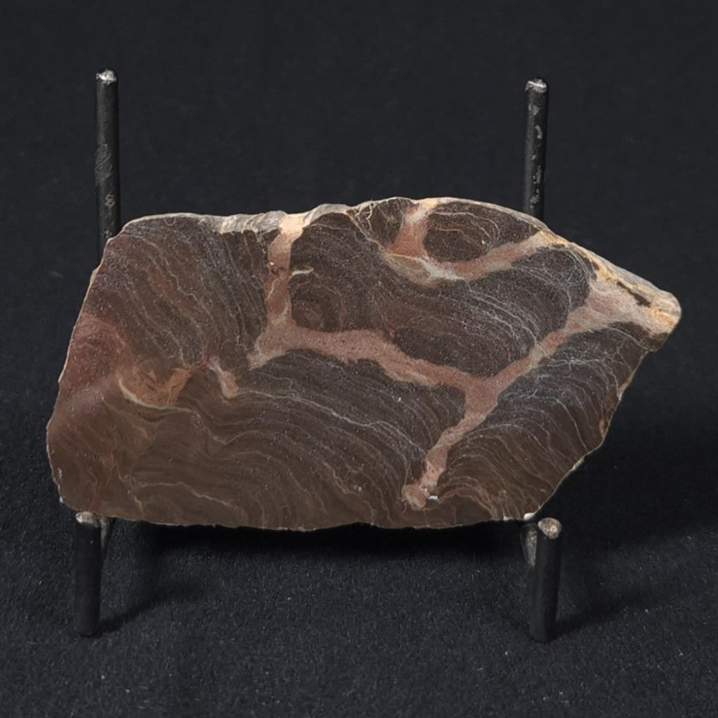 LINELLA AVIS STROMATOLITE, Proterozoic, Australia 8VA026