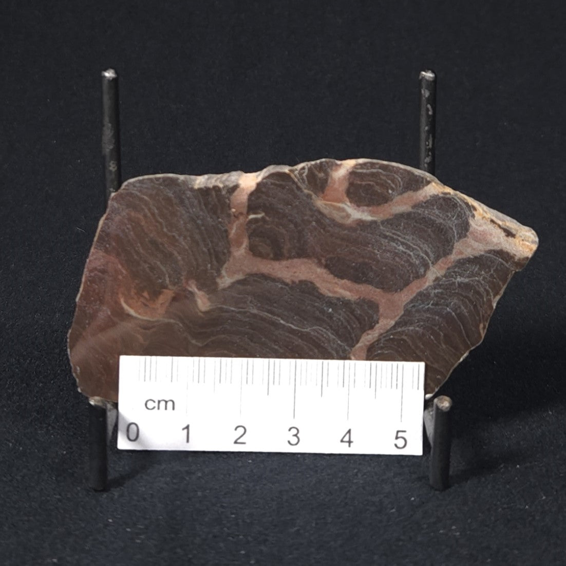 LINELLA AVIS STROMATOLITE, Proterozoic, Australia 8VA026