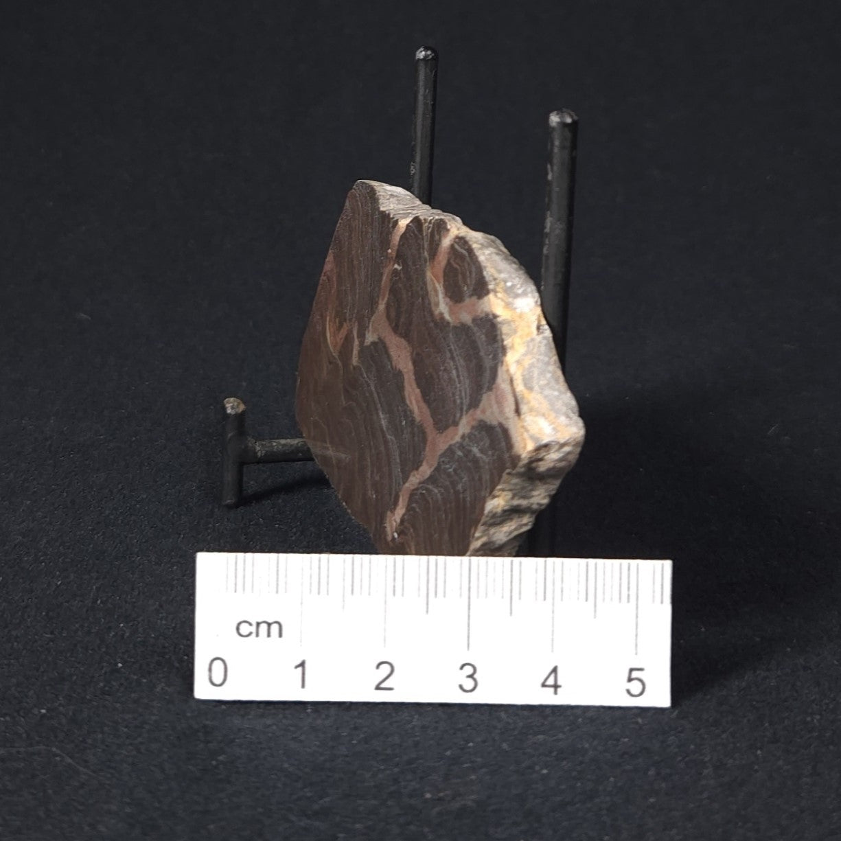 LINELLA AVIS STROMATOLITE, Proterozoic, Australia 8VA026