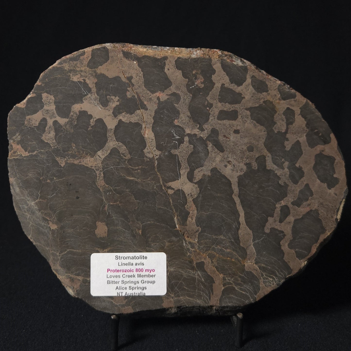 LINELLA AVIS STROMATOLITE, Proterozoic, Australia 8VA027