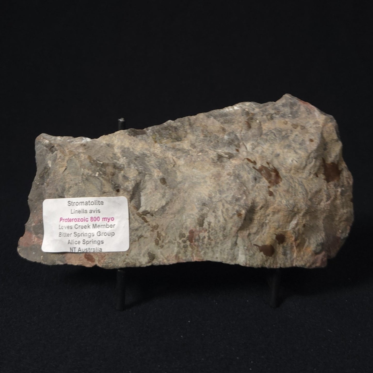 LINELLA AVIS STROMATOLITE, Proterozoic, Australia 8VA028