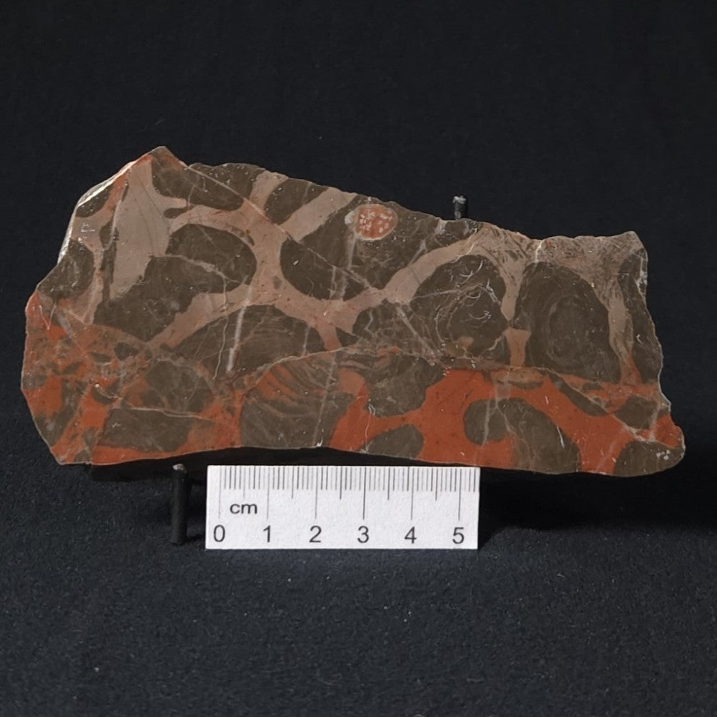 LINELLA AVIS STROMATOLITE, Proterozoic, Australia 8VA028