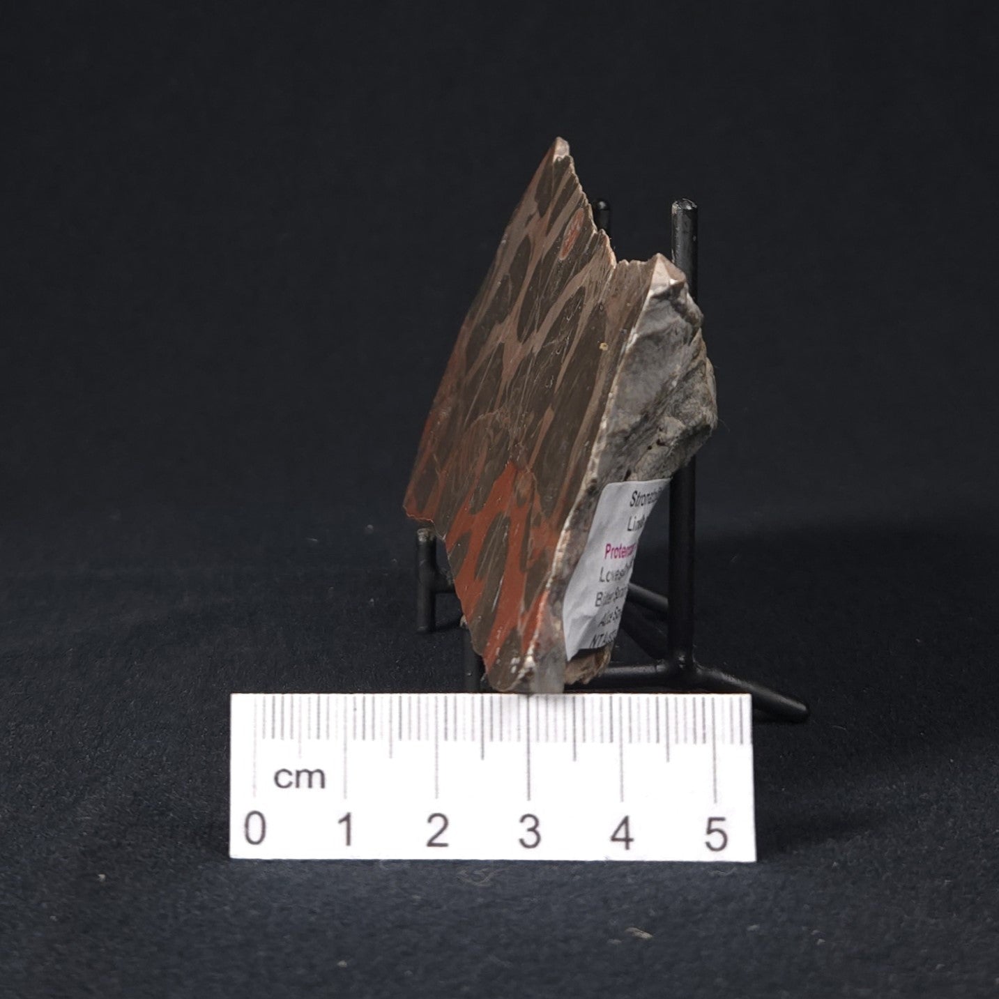 LINELLA AVIS STROMATOLITE, Proterozoic, Australia 8VA028