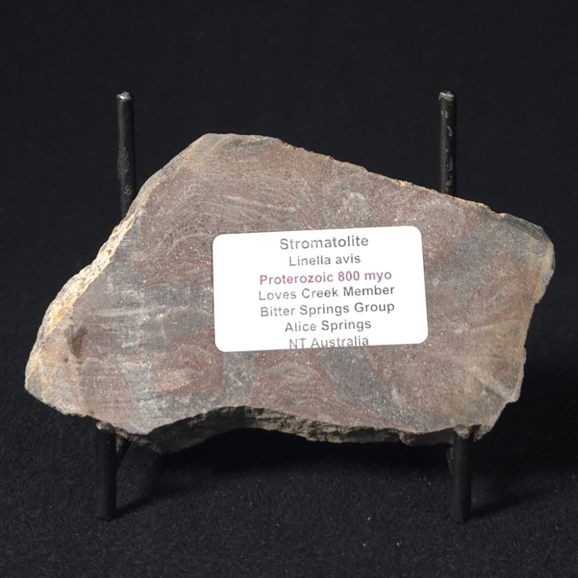 LINELLA AVIS STROMATOLITE, Proterozoic, Australia 8VA029