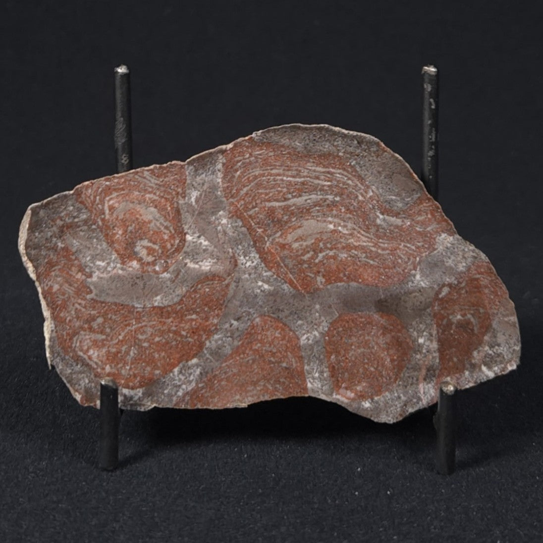 LINELLA AVIS STROMATOLITE, Proterozoic, Australia 8VA029