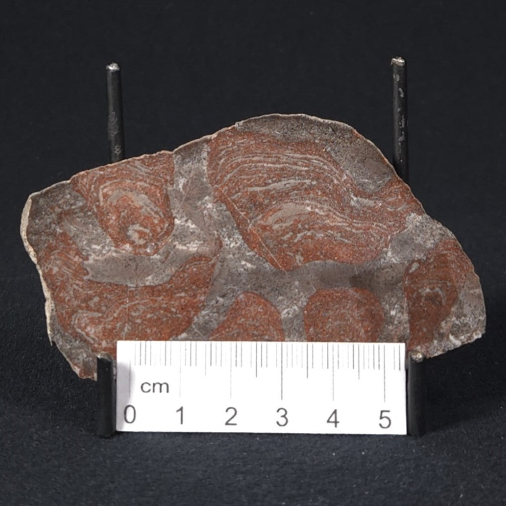 LINELLA AVIS STROMATOLITE, Proterozoic, Australia 8VA029
