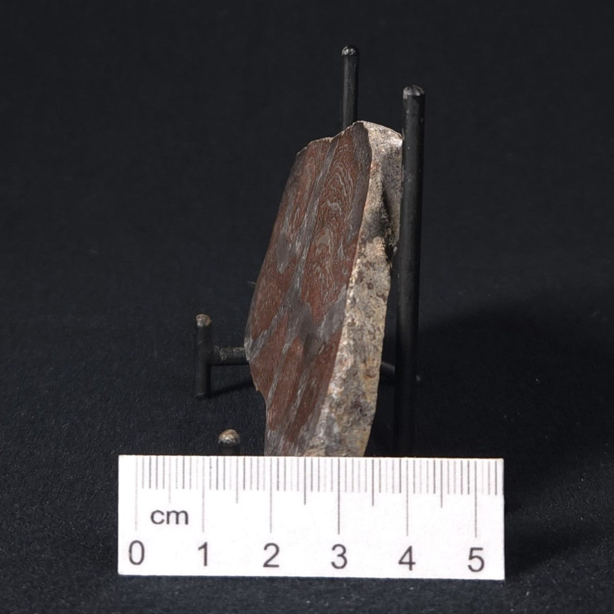 LINELLA AVIS STROMATOLITE, Proterozoic, Australia 8VA029