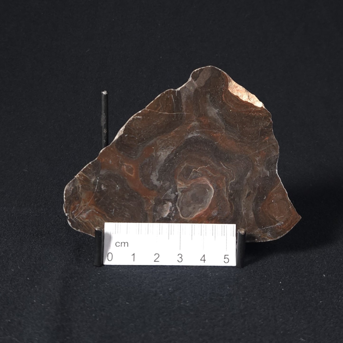 LINELLA AVIS STROMATOLITE, Proterozoic, Australia 8VA024
