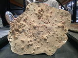 Trilobite Mass Mortality Fossil Plate