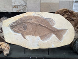 Fossil Fish Phareodus