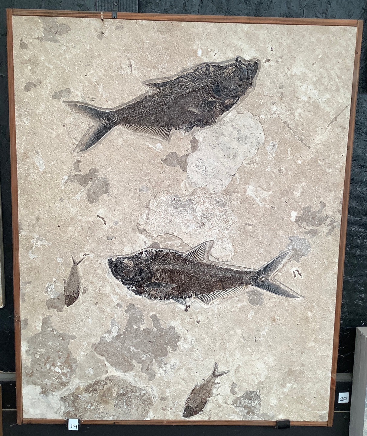 Diplomystus dentatus and Knightia alta Fossil Fish