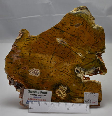 Stromatolite STRELLEY POOL SLICE, 3.4byo, MS117