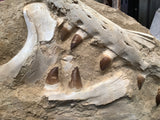 Mosasaur anceps