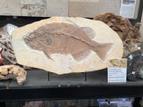 Fossil Fish Phareodus
