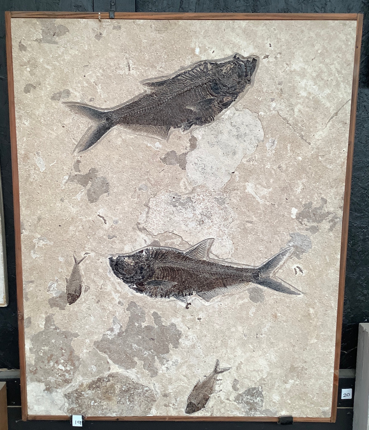 Diplomystus dentatus and Knightia alta Fossil Fish