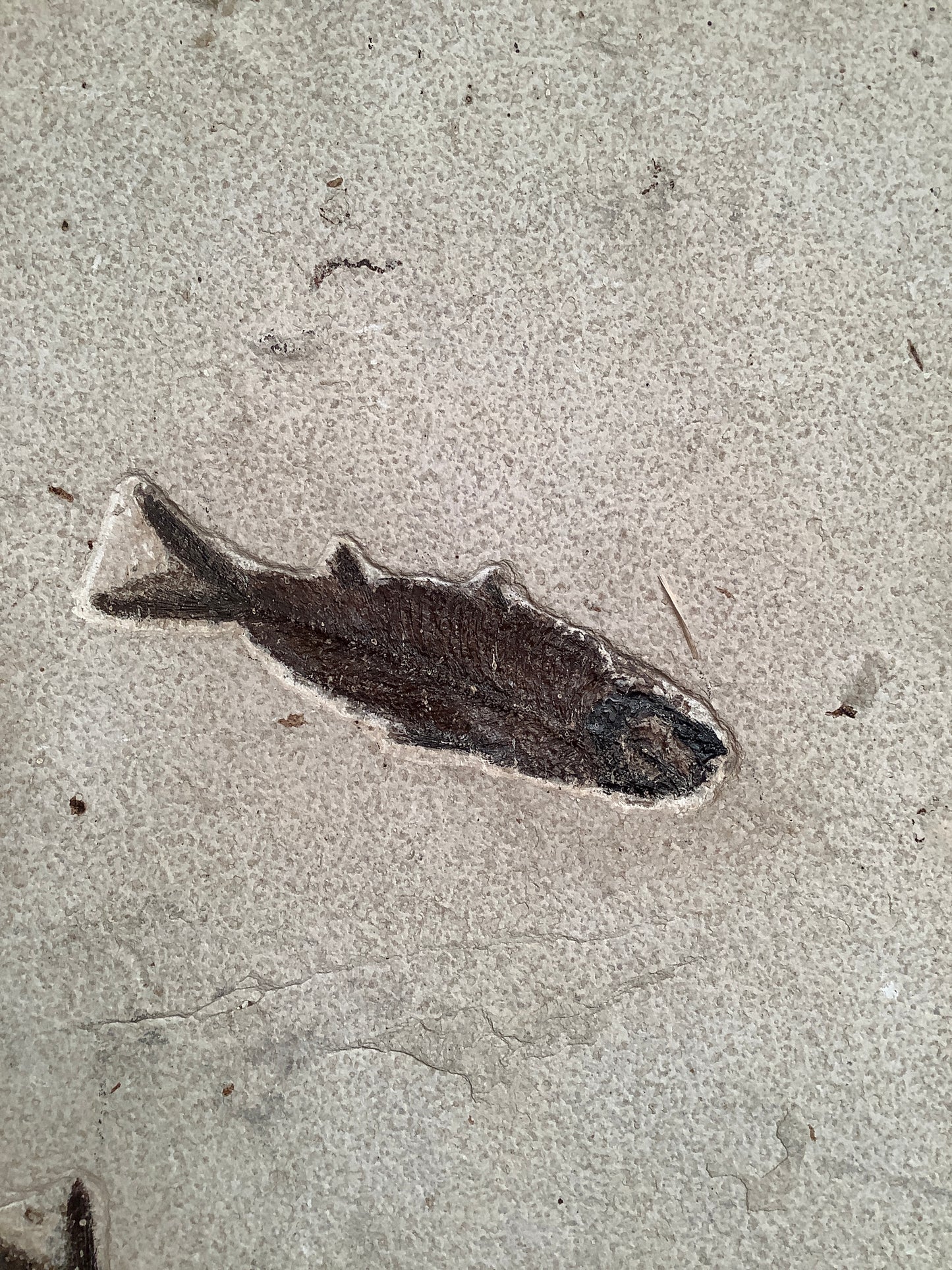 Phareodus encaustus and Knightia alta Fossil Fish