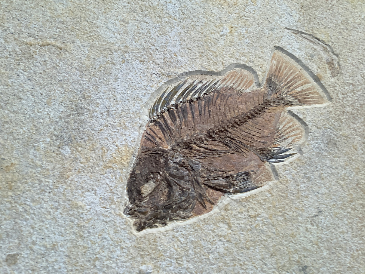 Fossil Fish