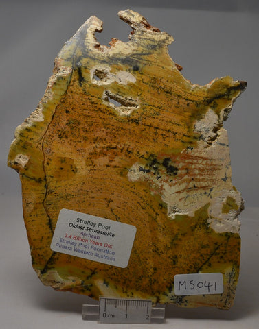 Stromatolite STRELLEY POOL SLICE, 3.43 byo, SLICE Australia MS041
