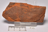HORODYSKIA Mesoproterozoic 1.4 B.Y.O, AUSTRALIAN FOSSIL S13