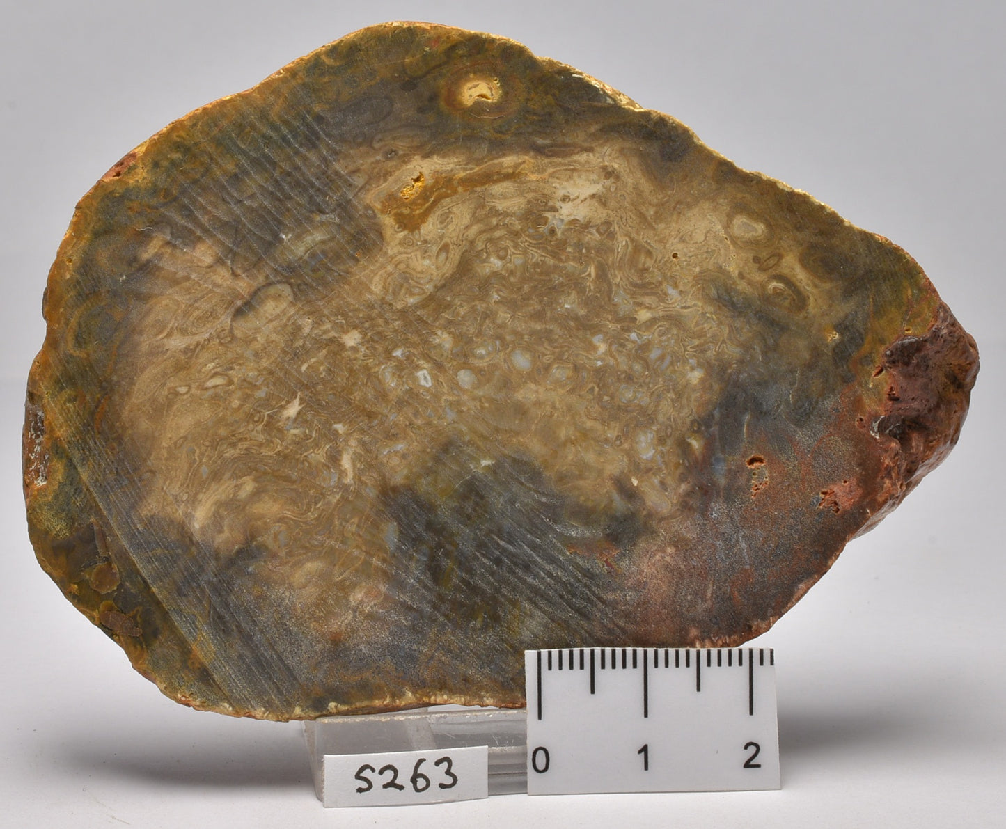 OSMUNDACAULIS dunlopi PLANT FOSSIL SLICE, QLD, AUSTRALIA S326