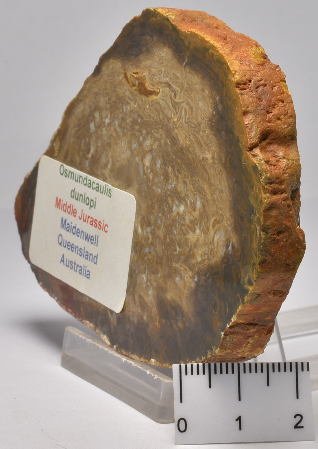 OSMUNDACAULIS dunlopi PLANT FOSSIL SLICE, QLD, AUSTRALIA S326