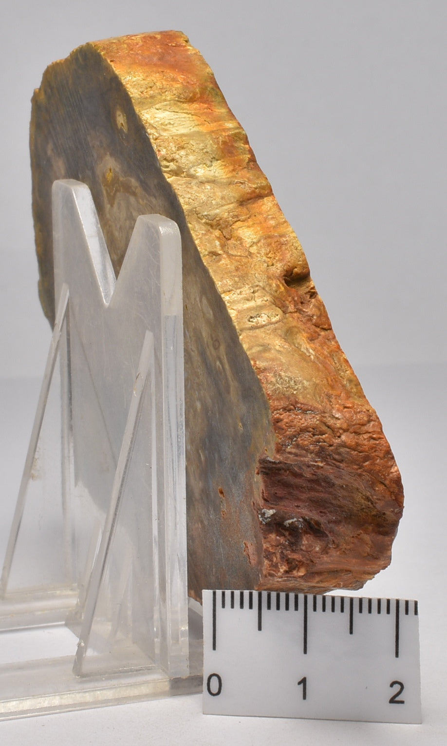 OSMUNDACAULIS dunlopi PLANT FOSSIL SLICE, QLD, AUSTRALIA S326