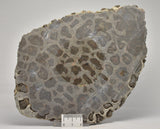 Stromatolite Inzeria Intia Fossil Polished Slice, N.T Australia (S1134)