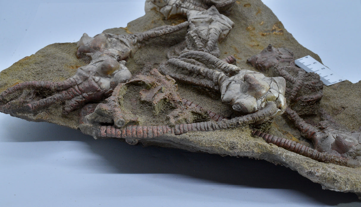 CRINOID FOSSIL PLATE, 12 Crinoids, Jimbacrinus Bostocki, Western Australia, CR25