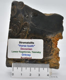 Devonian "Horse Tooth" STROMATOLITE, Lower Flagstones Fmt, Scotland S46