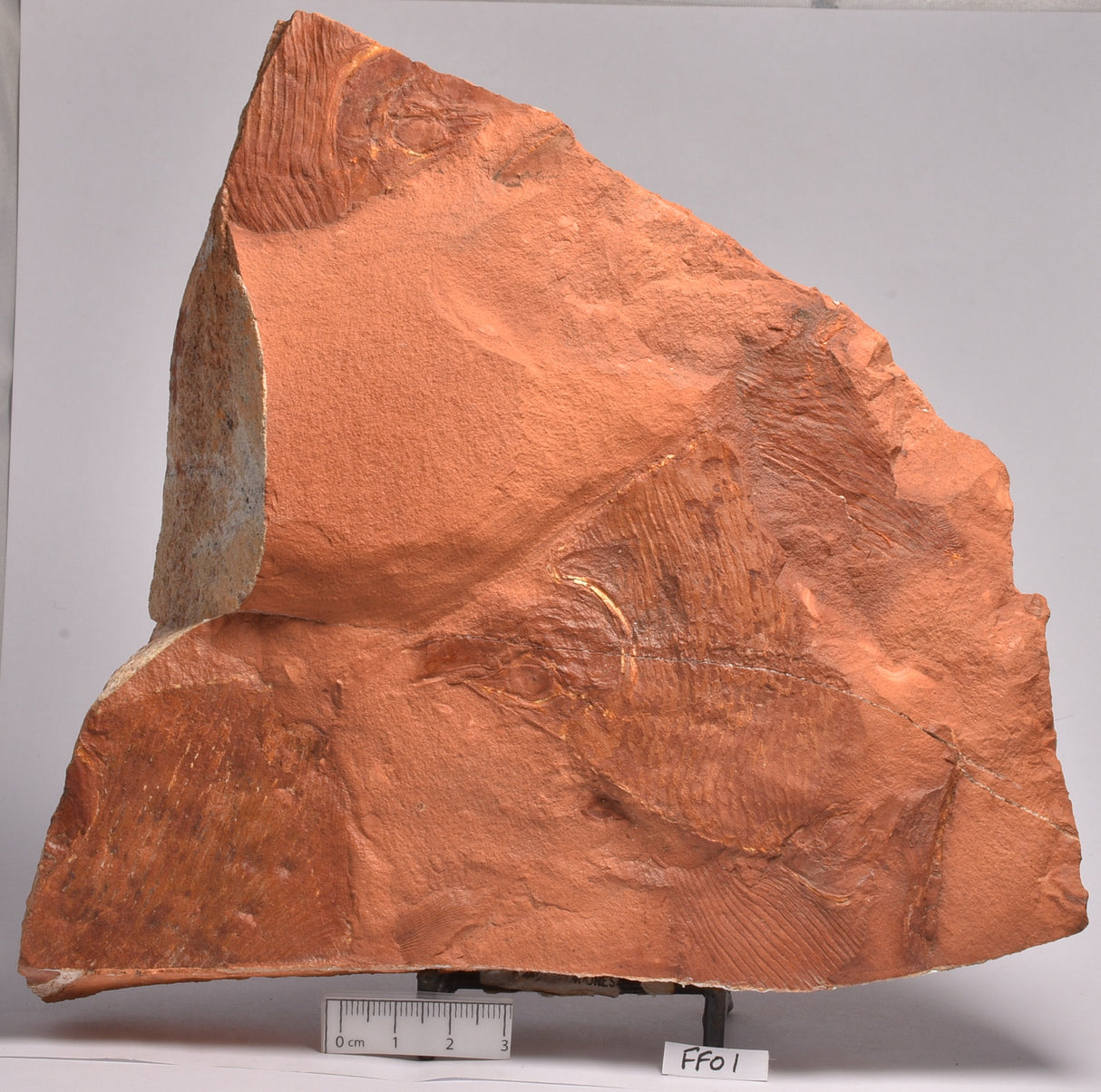 EBENAQUA RITCHIEI FOSSIL, Australia FF01