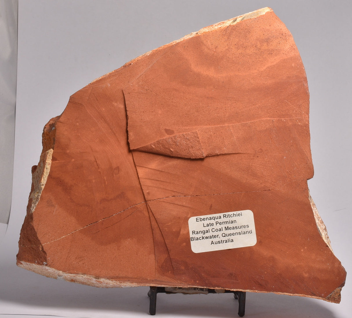 EBENAQUA RITCHIEI FOSSIL, Australia FF01