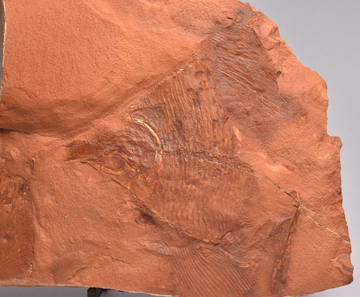 EBENAQUA RITCHIEI FOSSIL, Australia FF01