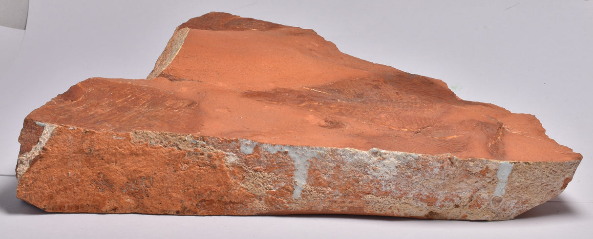 EBENAQUA RITCHIEI FOSSIL, Australia FF01