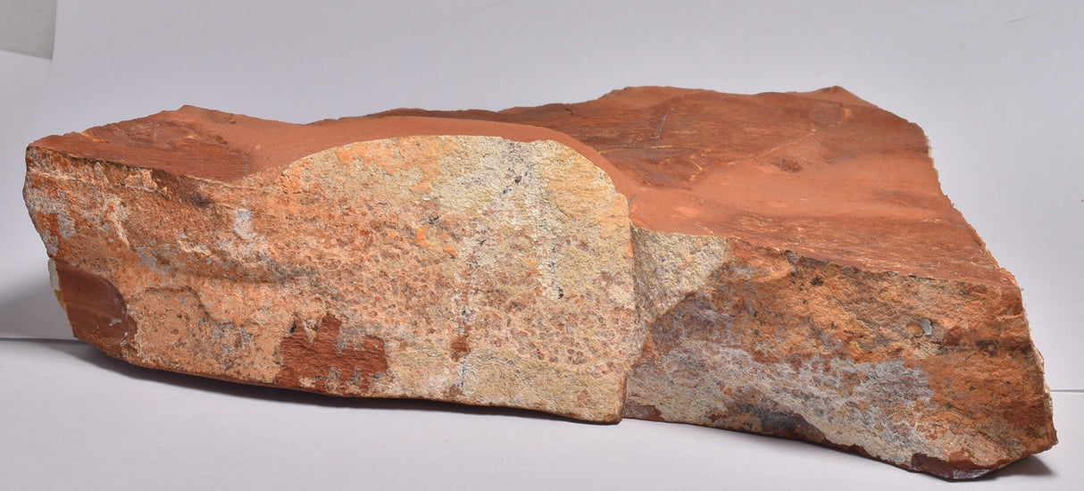 EBENAQUA RITCHIEI FOSSIL, Australia FF01