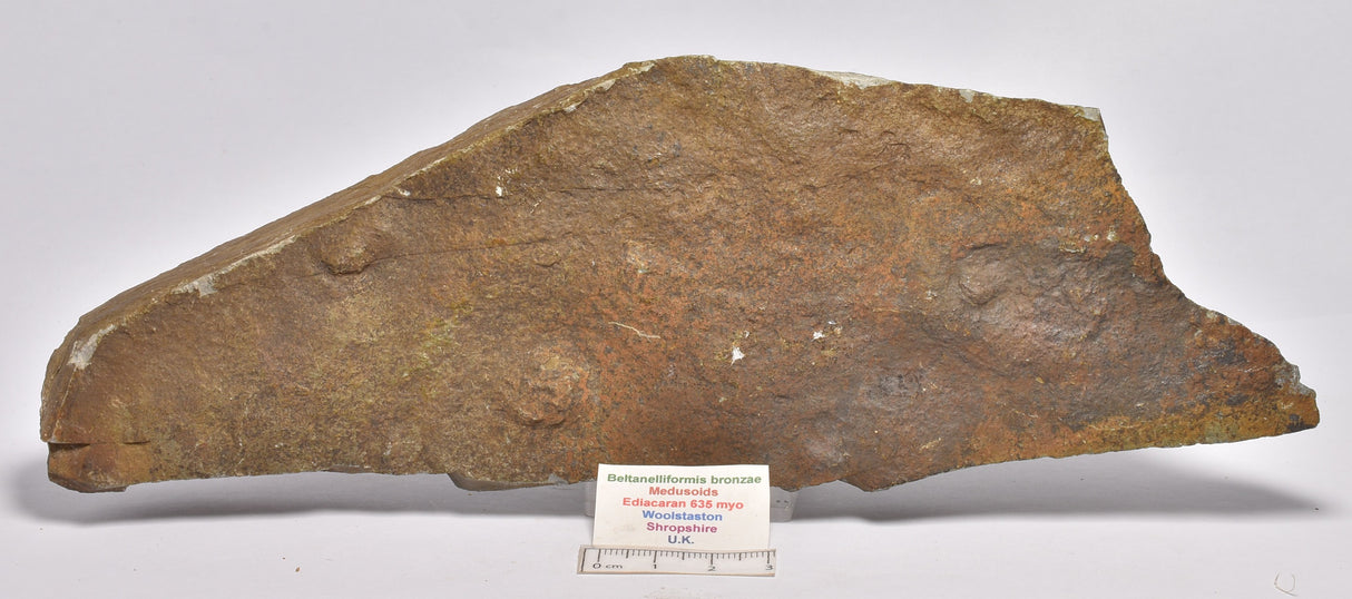 FOSSIL BELTANELLIFORMIS BRUNSAE FM009