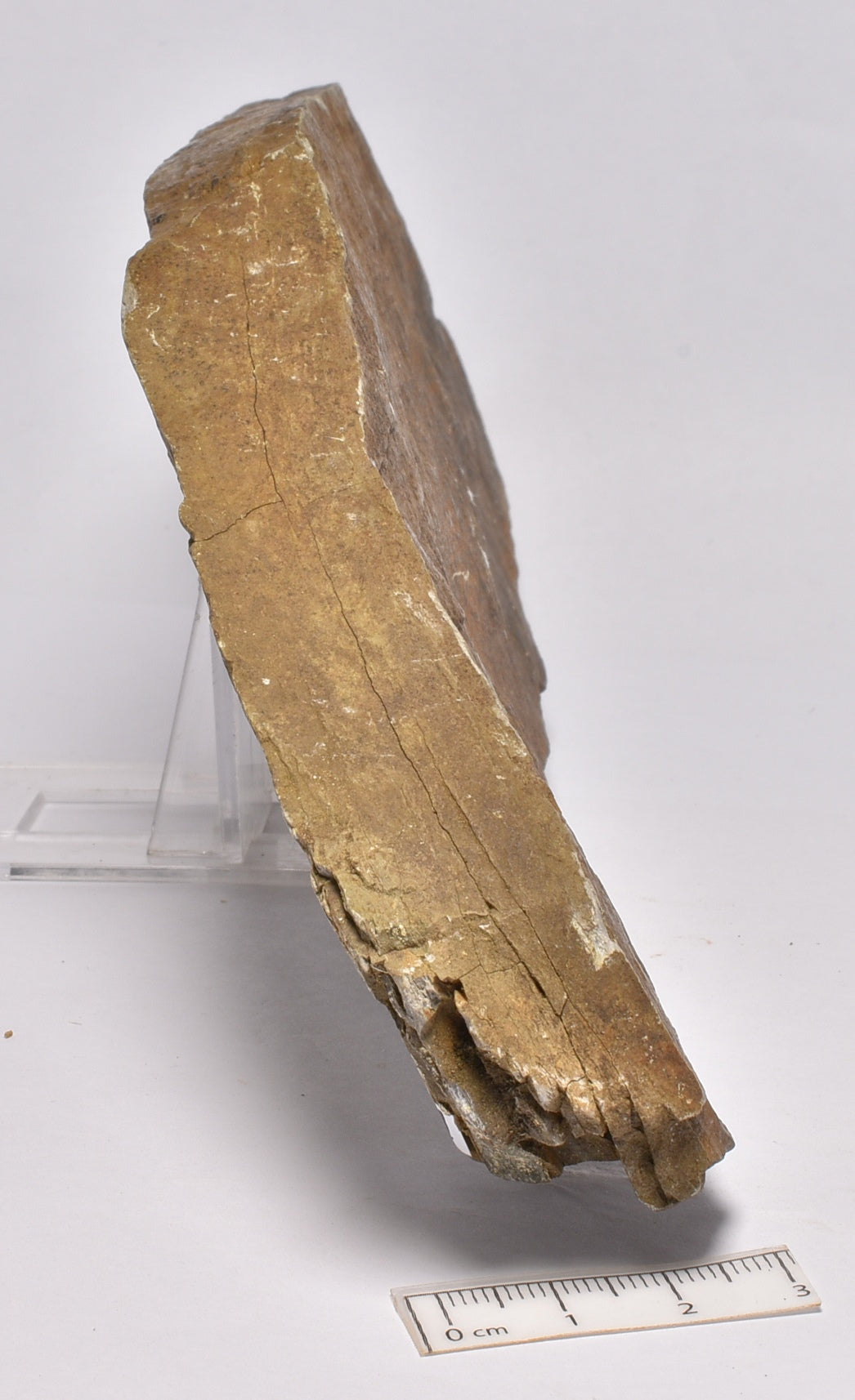 FOSSIL BELTANELLIFORMIS BRUNSAE FM009