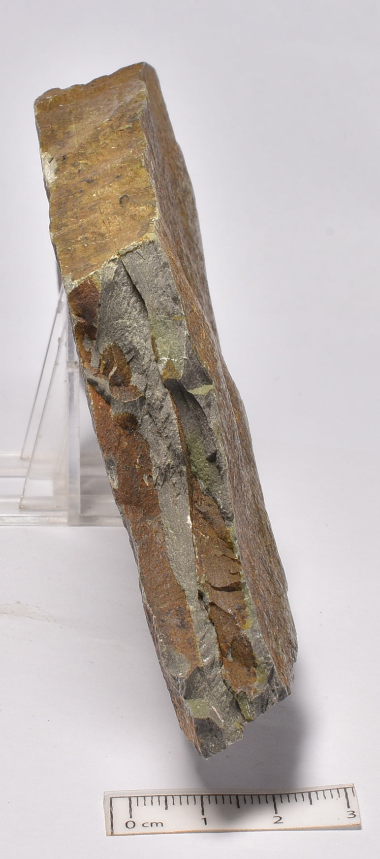 FOSSIL BELTANELLIFORMIS BRUNSAE FM009