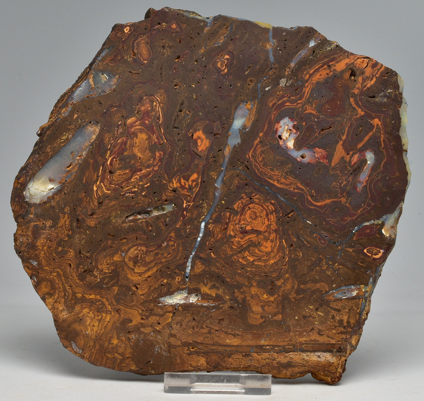 OPALISED FOREST FLOOR Polished, Koroit, Queensland, Australia S205