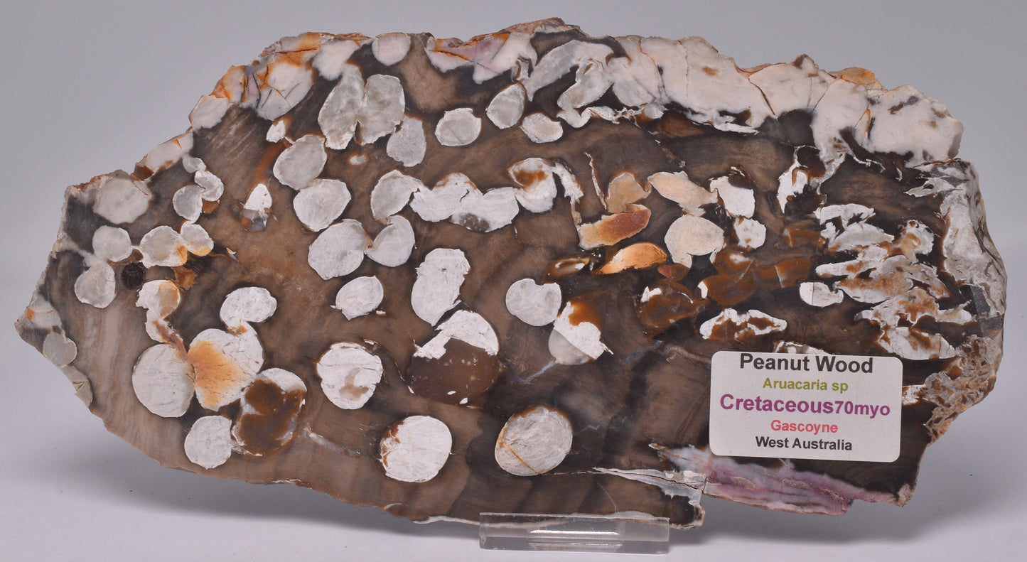 FOSSIL PEANUT WOOD SLICE, Western Australia S582