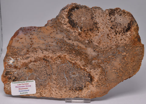 PALAEOSMUNDA WILLIAMSII Gould Plant Fossil Slice, QLD Australia S938