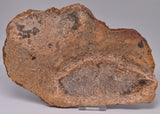 PALAEOSMUNDA WILLIAMSII Gould Plant Fossil Slice, QLD Australia S938