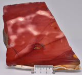 MOOKAITE Polished Slice, FOSSIL RADIOLARIAN Western Australia S956