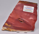 MOOKAITE Polished Slice, FOSSIL RADIOLARIAN Western Australia S956