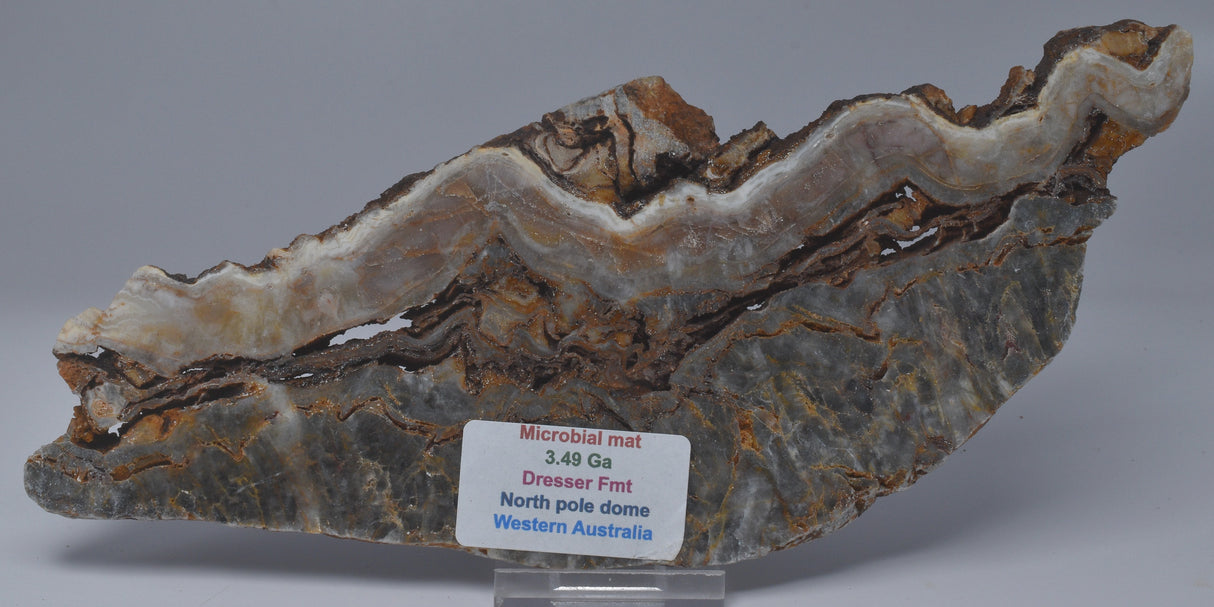 MICROBIALITE Mat STROMATOLITE, North Pole Dome, Western Australia S1045